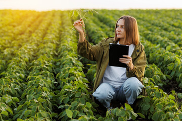 Female farmer with digital tablet holds soya plant, examines and checkins at field. Agronomist controls the growth and development of sprouts before harvesting. Smart farming soybean technology.