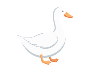 white duck isolated on white