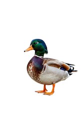 Obraz premium Standing Mallard Duck with Colorful Plumage on Isolated Background