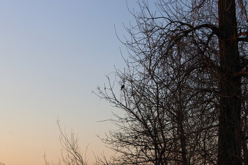 trees at sunset