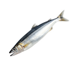 Fototapeta premium whole fish. showcasing its sleek. elongated body with a silver sheen and subtle blue stripes along the back. placed against a plain white background this presentation highlights the fish's fresh appea