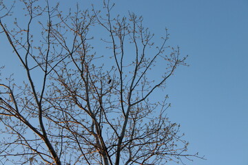 branches of a tree