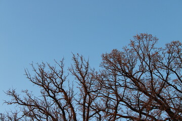 tree branches against blue sky