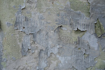 bark of an old tree