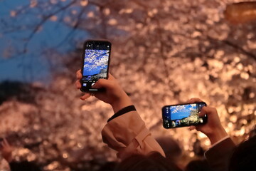 桜の写真を撮るカップル　夜桜を撮影する　携帯で撮影