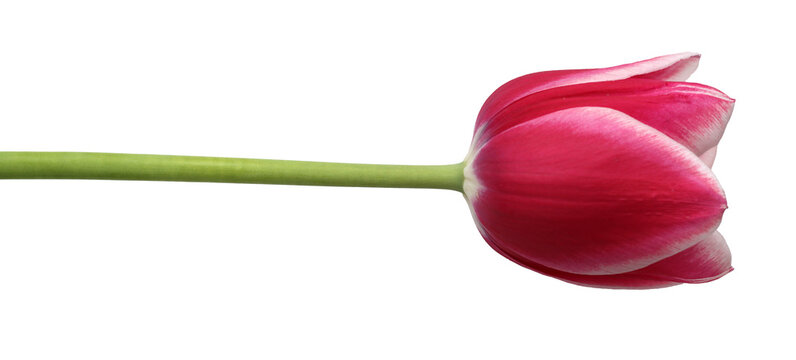 isolated beautiful fresh pink tulip