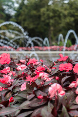 Beautiful photo of flowers in front of a water fountain

