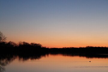 Obraz premium ducks swimming at sunset over the river