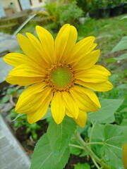 sunflower in the garden