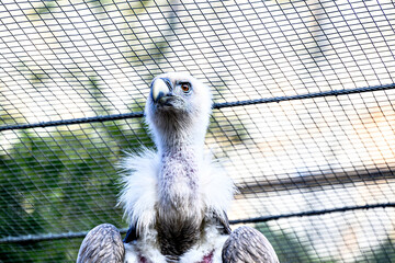 Image of a griffon vulture in captivity in a recovery center in the province of Lerida	