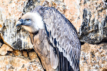 Image of a griffon vulture in captivity in a recovery center in the province of Lerida	