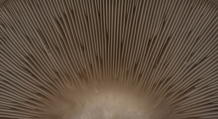 Close Up Of Mushroom Gills Pattern Revealing The Intricate Architecture