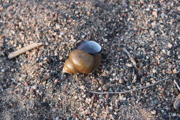 shell on the sand