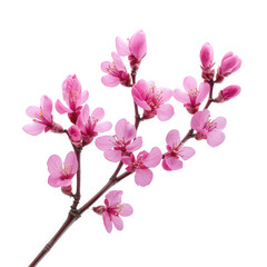 delicate branch of pink cherry blossoms. showcasing clusters of vibrant flowers against a white background the composition highlights the beauty of nature. making it ideal for floral-themed designs. s