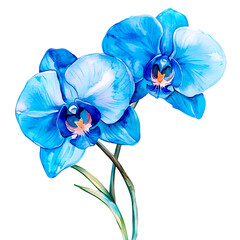 Orchid flower. Delicate watercolor orchid flowers isolated white background.