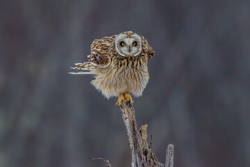 Short Eared Owl