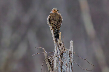 hawk on branch