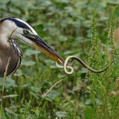 Great Blue Heron Shaking A Ribbon Snake Sweetwater Wetlands Florida 