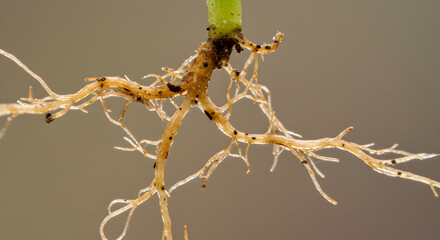 Detailed View Of Plant Roots Displaying Unique Texture And Growth Pattern