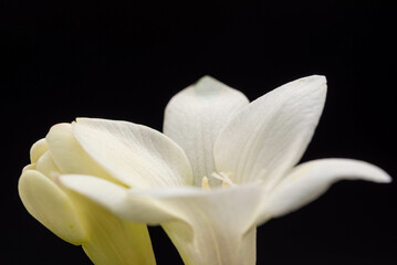 白いフリージア