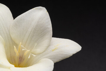 白いフリージア