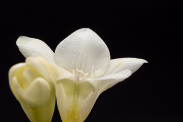 白いフリージア