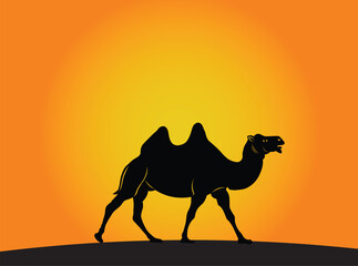 camels in the desert