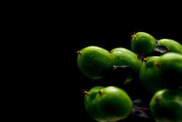 緑のヒペリカムの実