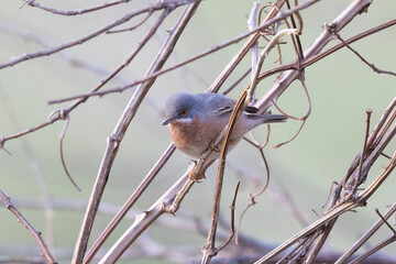Male Female Subalpine Warbler (Sylvia cantillans) perched on a branch in natural habitat