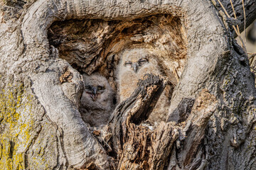 Great Horned Owl babies