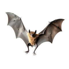 detailed illustration of a bat with its wings spread. showcasing its unique anatomy and fur texture the background is plain white. emphasizing the bat's features and making it suitable for educational