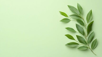 Fototapeta premium Lush green sprig on pale green background; ample copy space
