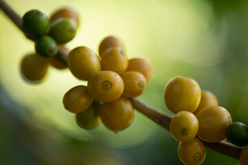 Farmer concept harvest fruit ripe coffee seed robusta arabica berry close up fresh green leaf bean...