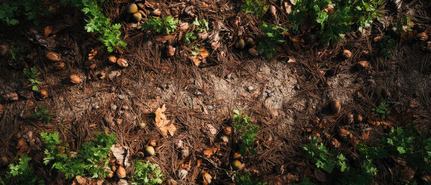 Autumn foliage ground cover acorns leaves nature scene forest floor ground texture fallen leaves forest