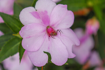 This image contains a spider on a flower called painted kiss and is a plant that has the scientific name Impatiens hawkeri


