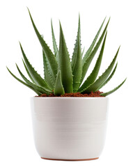 PNG Aloe vera plant xanthorrhoeaceae