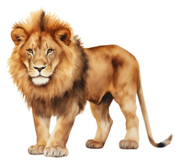 Obraz premium PNG A lion wildlife mammal animal.
