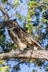 Great Horned Owl