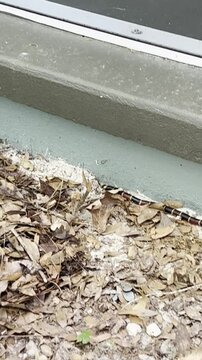 Video of a venomous Coral Snake slithering along a porch foundation heading for shelter under a wooden structure after being disturbed by a human