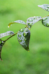 Beautiful image of water drops on jaboticaba leaves

