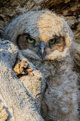 Great Horned Owl babies