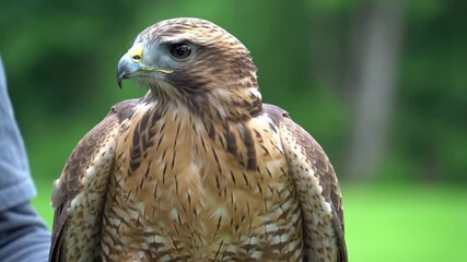 Majestic hawk displayed during wildlife event at local nature park