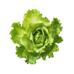 fresh. vibrant green head of lettuce. showcasing its crisp leaves and intricate structure it emphasizes the natural beauty of vegetables. often used in salads and healthy dishes the clean background h