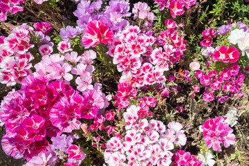 Colorful Flower Image in The Garden