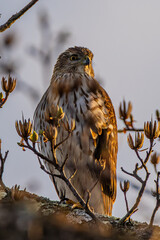 falcon