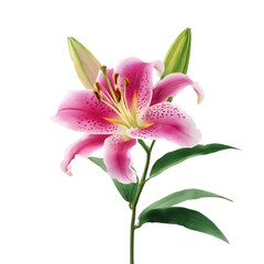 Naklejka premium A beautiful watercolor illustration of a pink lily flower, isolated on a clean white background.