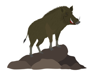Wild boar on white background.