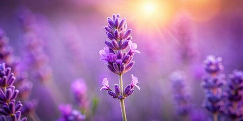 Obraz premium A single lavender bloom basks in the warm glow of a setting sun, surrounded by a field of softly blurred purple flowers, creating a serene and tranquil atmosphere.