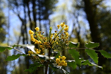 yellow flowers on a tree
