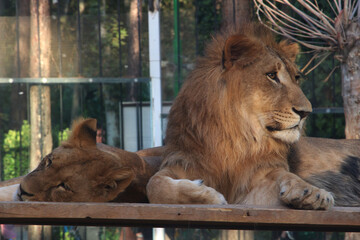 lion in the zoo